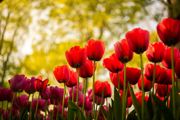 red tulips in the garden