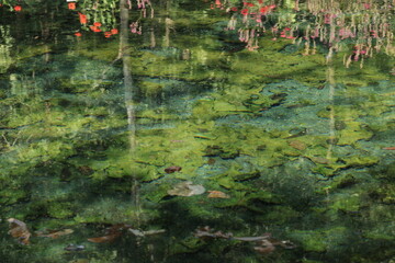 Nong Ya Plong Hot Springs ,
physically consists of warm springs found between a public land and National Forest. 
Yellow-green algae are found in the hot springs.
 Phetchaburi province ,Thailand 