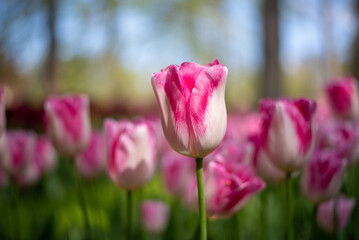 Fototapeta premium pink tulips in spring