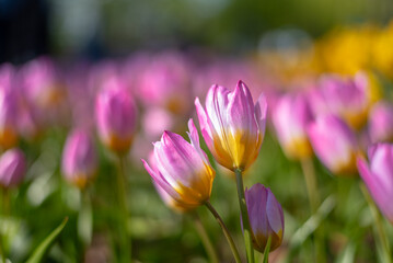 Fototapeta premium spring crocus flowers