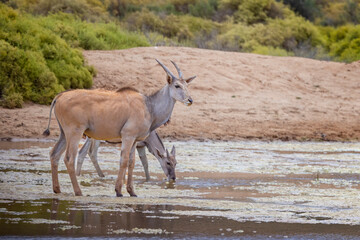 Close up of a pair of wild Eland Antelopes drinking from watering hole in game reserve in South Africa.