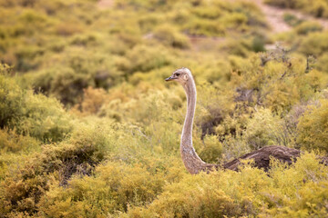 Close up of wild Ostrich walking through dense yellow green african shrub in game reserve in South Africa.