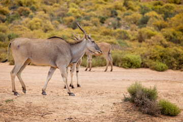 close up of wild Eland Antelopes in game reserve in South Africa.