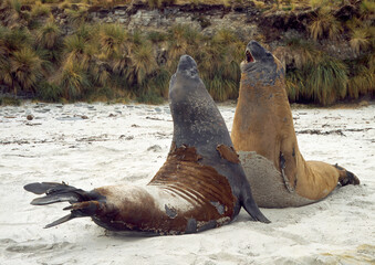 Eléphant de mer, male, combat, Mirounga leonina,  Iles Falkland, Malouines