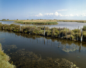 Parc naturel régional, Camargue,  13, Bouches du Rhone, France