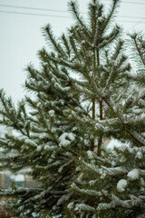Obraz premium Pine branches covered with snow. Winter concept. High quality photo. 
