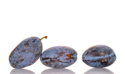 Three ripe black plums, macro, isolated on white background.