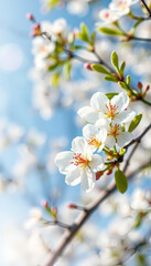 Obraz premium White Cherry Blossoms in Full Bloom Against a Blue Sky