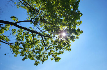 A glint of sunlight in the foliage of trees against a blue sky