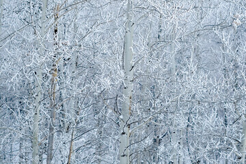 Winter Frost on Trees and Branches with Snow Cold Ice Frosty