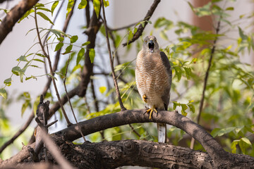 Shikra with deadly eyes