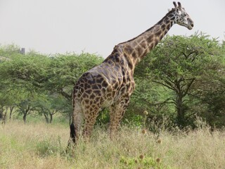 giraffe eating grass