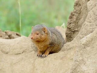 prairie dog on the ground