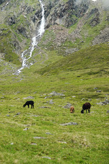 Sheeps at the Rifflbach stream not far from Pitztaler glacier, the Austrian Alps