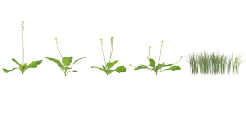 3d illustration of Imperata grass,Lapsanastrum plant on transparent background