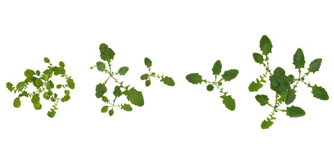 3d illustration of Lapsanastrum plant on transparent background from top view