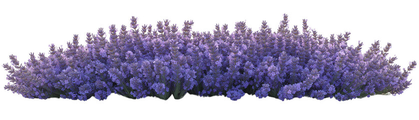 Obraz premium Lavender Bush: A vibrant and lush lavender bush, with its fragrant purple blossoms, bursting with life and beauty, invites a sense of tranquility and peace.