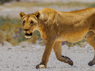 León Africano