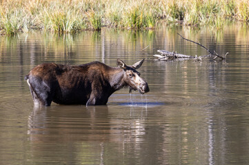 Cow Moose Drinking in a Pond in Grand Teton National Park Wyoming in Autumn