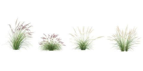3d illustration of Pennisetum grass on transparent background from top view