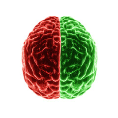 Red and green human brain isolated on white background. Top view. 3d-rendering