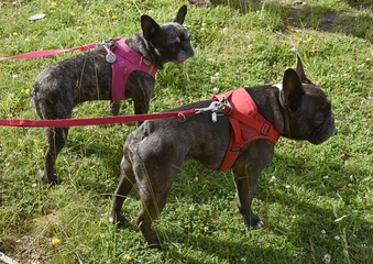  Bouledogues français © Marie