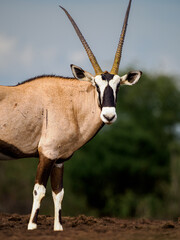 Retrato de Oryx