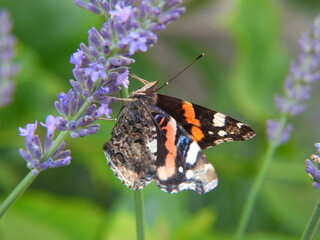 kolorowy motyl na lawendzie jako krajobraz ogrodu © Maciej