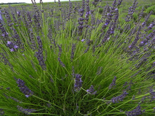 Lawenda jako fioletowy krajobraz pola  © Maciej