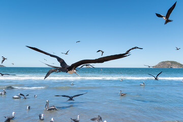 seagulls, pelicans and gannets eating fish on the beach, seabird concept