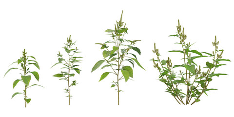 Collection of Amaranthus plants on transparent background