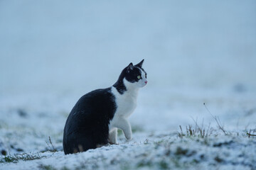 Hauskatze im Schnee