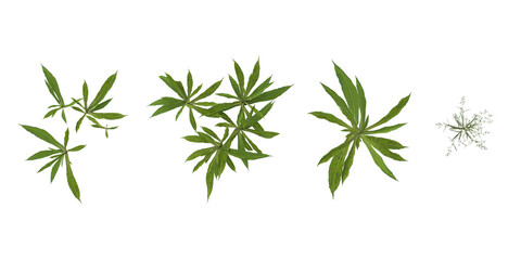 Collection of Aster plants on transparent background from the top view