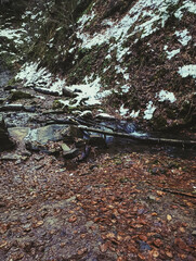 Landscapes - Forest - Europe, Romania, Suceava region   