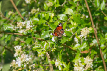 European peacock butterfly (Aglais io) sitting on a white flower in Zurich, Switzerland