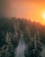 Winter Forest with Snow at Sunrise