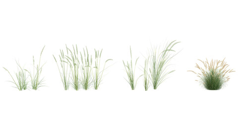 set of Pennisetum grass on transparent background