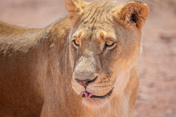 Close up of wild female Lioness in South Africa