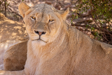 Close up of sitting wild female Lioness looking straight at camera in South Africa