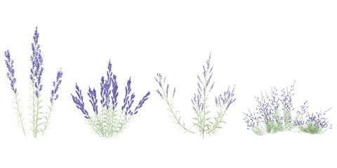 Fototapeta premium set of Perovskia plants on transparent background