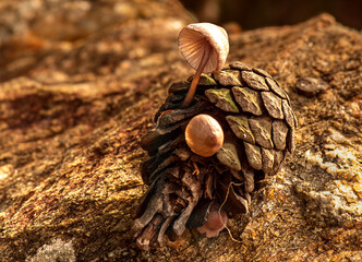 Fungus that grows inside pine cones that fall to the ground after rain