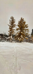 Landscapes - Forest - Europe, Romania, Suceava region   