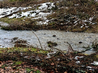 Landscapes - Forest - Europe, Romania, Suceava region   