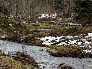Landscapes - Forest - Europe, Romania, Suceava region   