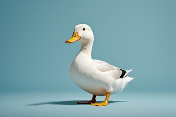 Obraz premium there is a white duck standing on a blue surface