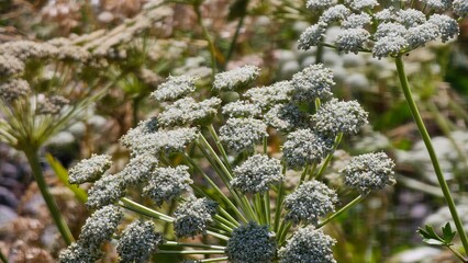 Beautiful plants come in a variety of shapes, sizes, and colors, each contributing to the natural beauty of the environment. Their vibrant green foliage can be adorned with a rainbow of flowers, from 