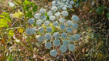 Beautiful plants come in a variety of shapes, sizes, and colors, each contributing to the natural beauty of the environment. Their vibrant green foliage can be adorned with a rainbow of flowers, from 