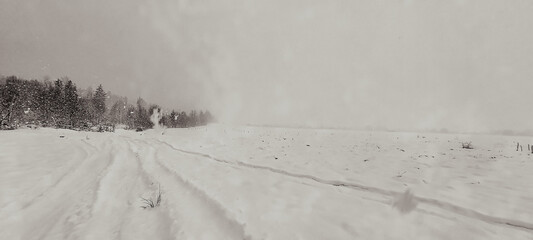 Landscapes - Forest - Europe, Romania, Suceava region   