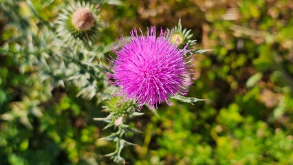 A beautiful flower stands proudly, its petals gracefully unfurled in a stunning display of nature's artistry. The vibrant colors of the flower—be it red, pink, yellow, or purple—capture the eye and ev