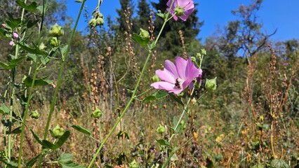 A pink flower captivates the eye with its delicate and graceful petals, each one a soft shade of pink that exudes elegance and charm. The flower's vibrant color stands out against the lush green folia